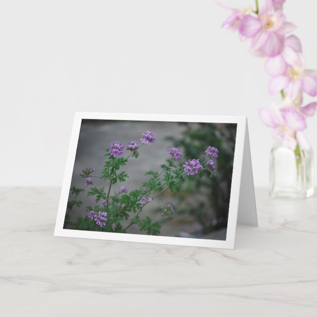 Citronella Plant with Floral Portrait Card (Orchid)