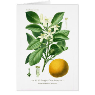 Citrus auranticum (Seville orange)