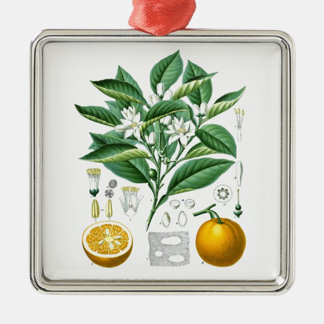 Citrus Fruit Botanical Illustration no.1 gift Metal Ornament (Front)