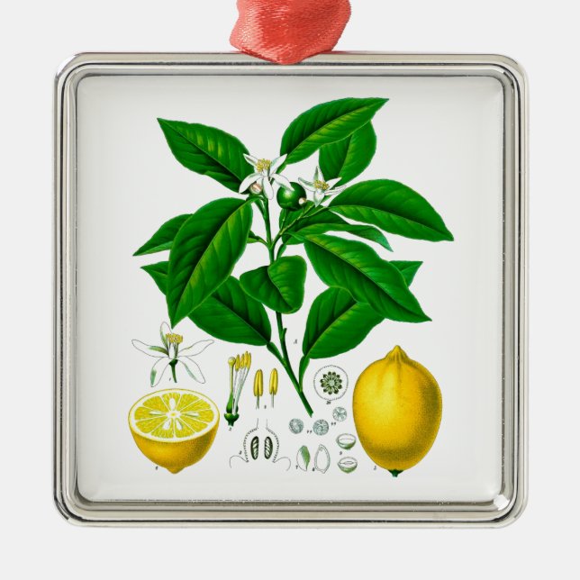 Citrus Fruit Lemon Botanical Print no. 7 Art Metal Ornament (Front)