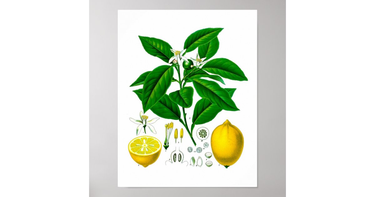 Citrus Fruit Lemon Botanical Print no. 7 Wall Art | Zazzle