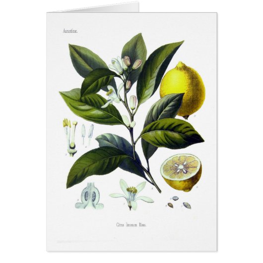 Citrus limonum (Lemon) Cards (Front)