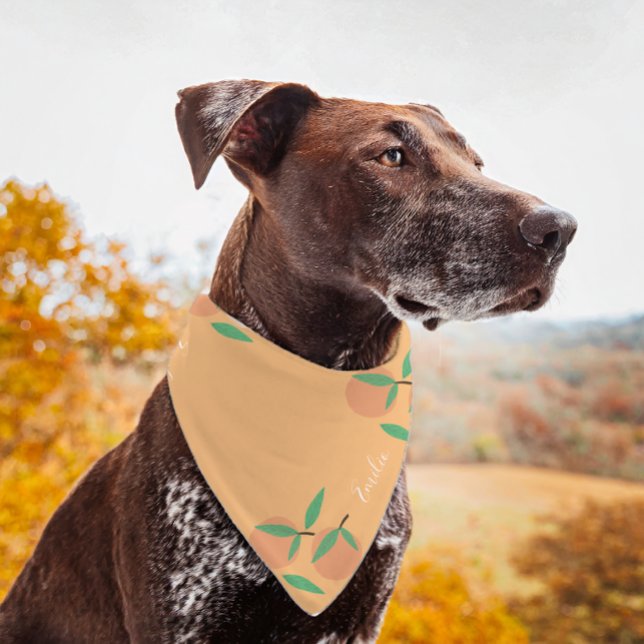 Citrus Oranges Script Name Pet Bandana (Creator Uploaded)
