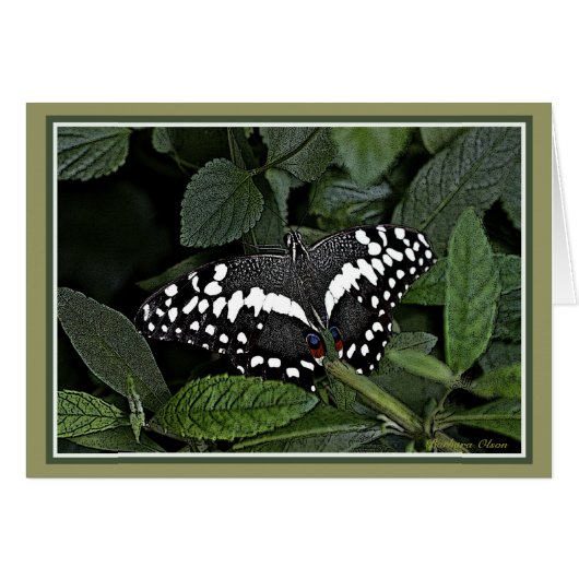 Citrus Swallowtail, (Front Horizontal)