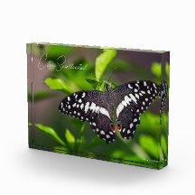 Citrus Swallowtail