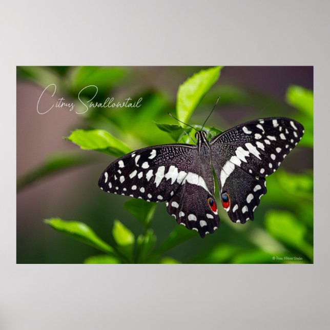 Citrus Swallowtail Poster (Front)