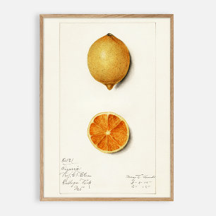 Citrus vintage watercolor poster