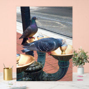 City Fountain Pigeons  Acrylic Sign
