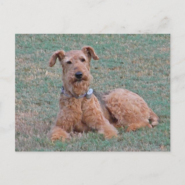 CJ- Airedale Terrier Postcard (Front)
