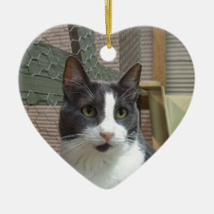 Grey And White Cat Ornaments Keepsake Ornaments Zazzle