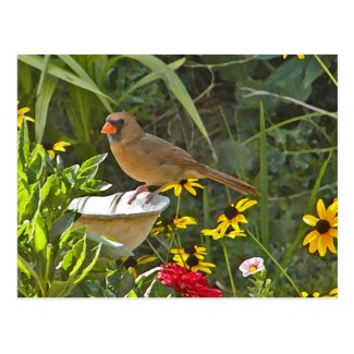 CK- Female Cardinal and Daisy Postcard