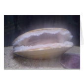 Clam Mystic (Front Horizontal)