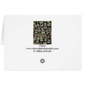Clam shells cards (Back Horizontal)