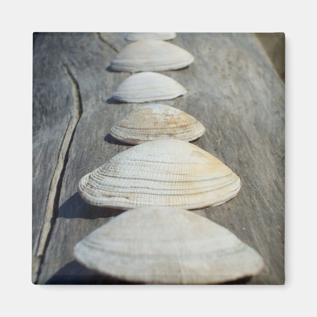 Clam Shells Magnet (Front)