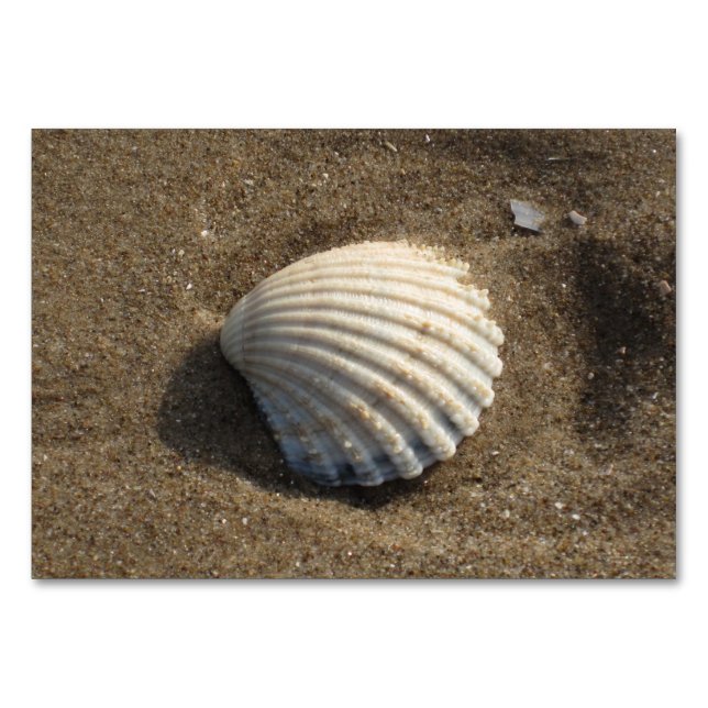 Clamshell in the sand table number (Front)