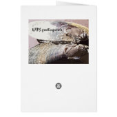 Clamshell Wings Cards (Back)