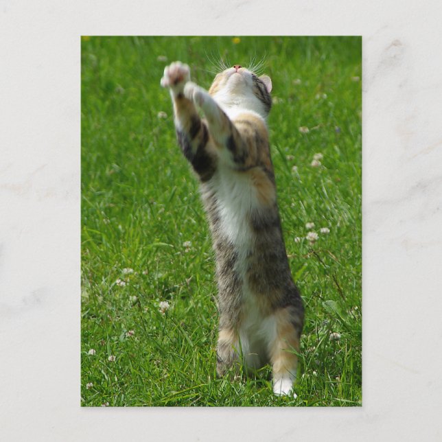 Clap you hands and stamp your feet postcard (Front)