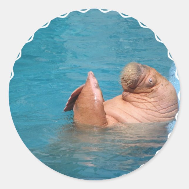 Clapping Walrus Stickers (Front)