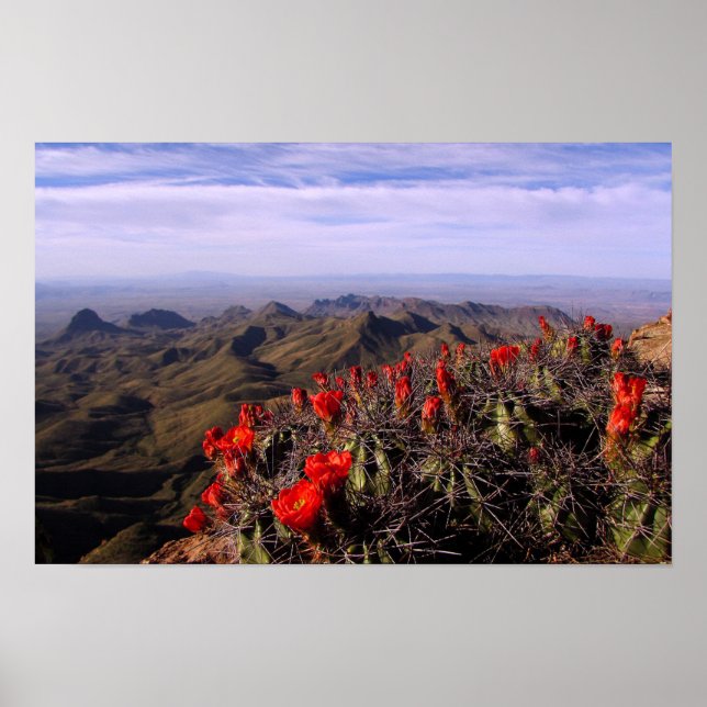 Claret Cup Cacti - Big Bend, Texas Poster (Front)