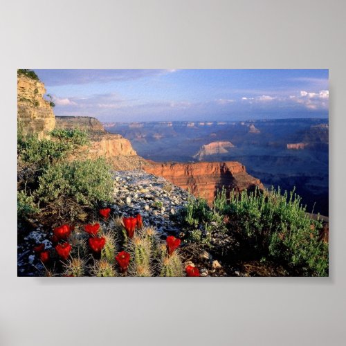 Claret Cup Cactus Arizona Poster