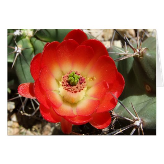Claret Cup Cactus Blossom (Front Horizontal)
