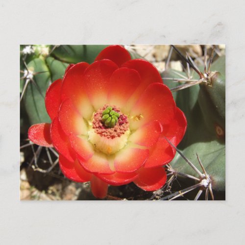 Claret Cup Cactus Blossom Postcard