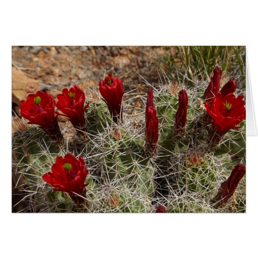 Claret Cup cactus flowers 2 Cards (Front Horizontal)