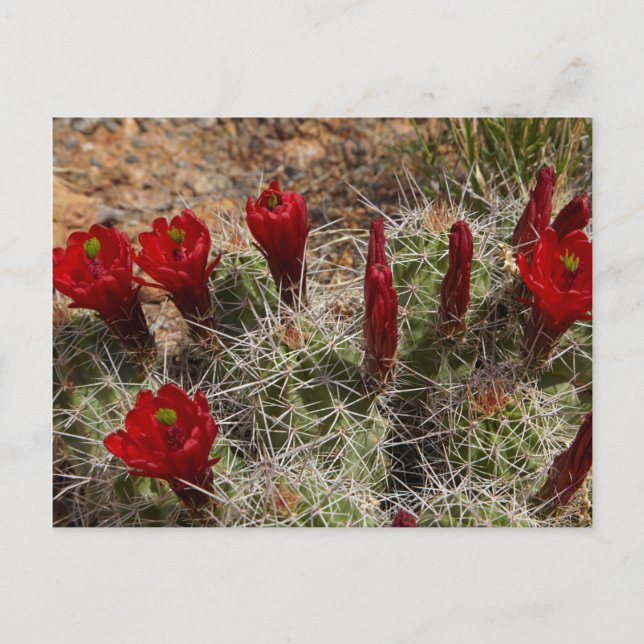 Claret Cup cactus flowers 2 Postcard (Front)