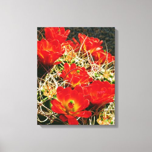 Claret Cup Cactus Wildflowers Canvas Print