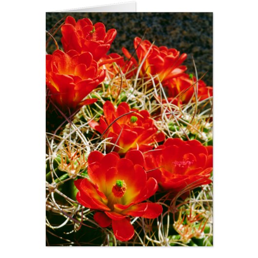 Claret Cup Cactus Wildflowers Cards (Front)