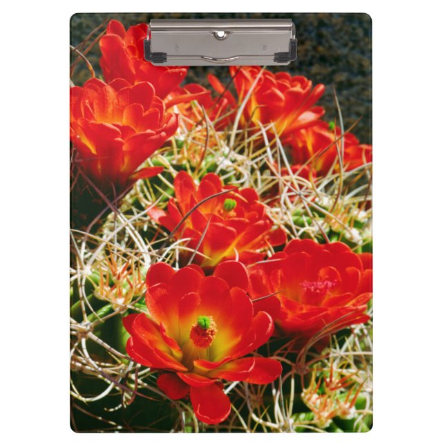 Claret Cup Cactus Wildflowers Clipboard (Front)