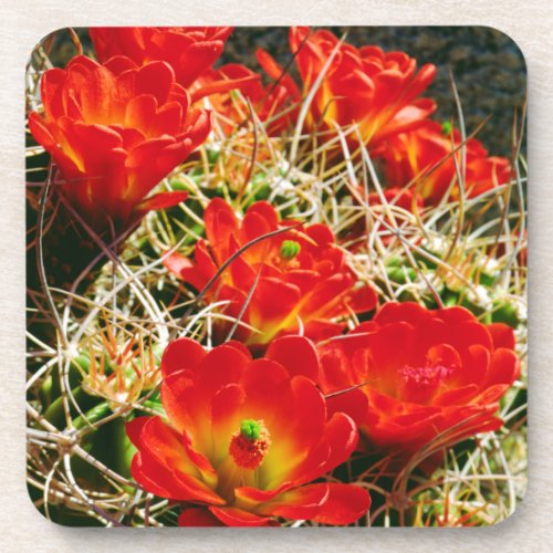 Claret Cup Cactus Wildflowers Coaster