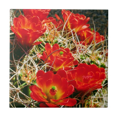 Claret Cup Cactus Wildflowers Tile