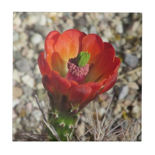 Claret Cup Hedgehog Cactus Bloom Ceramic Tile