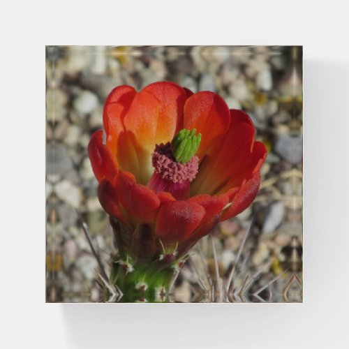 Claret Cup Hedgehog Cactus Bloom Paperweight