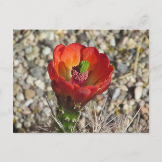 Claret Cup Hedgehog Cactus Bloom Postcard (Front)