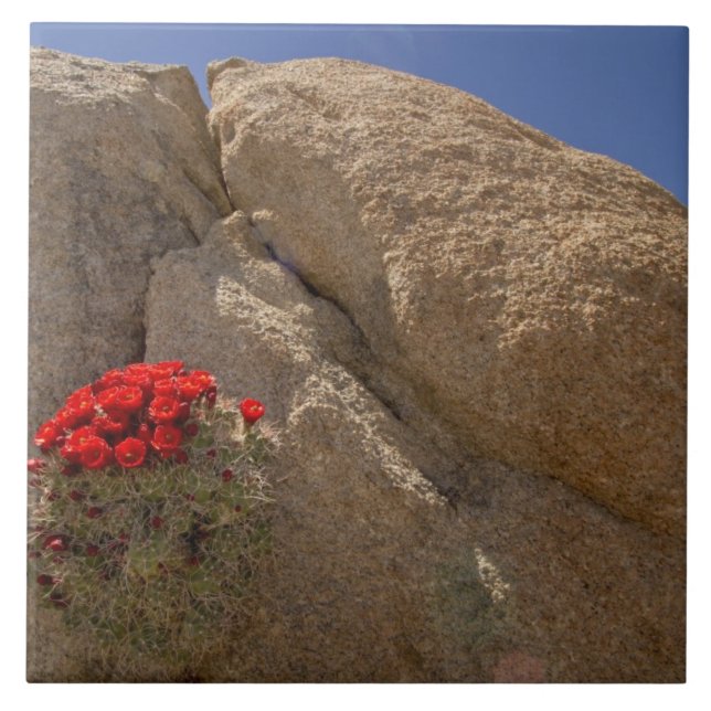 Claret cup or Mojave mound cactus in bloom Ceramic Tile (Front)