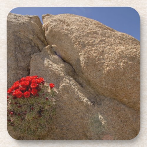Claret cup or Mojave mound cactus in bloom Coaster