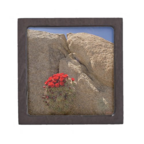 Claret cup or Mojave mound cactus in bloom Gift Box