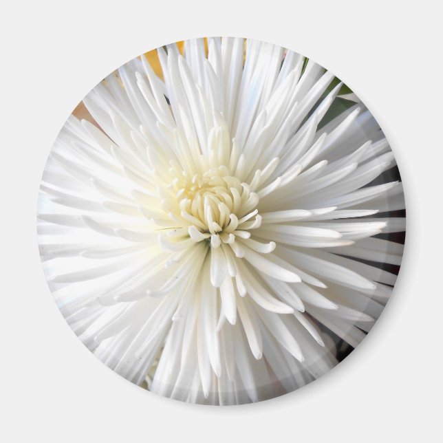 Claricia Magnet (Front)