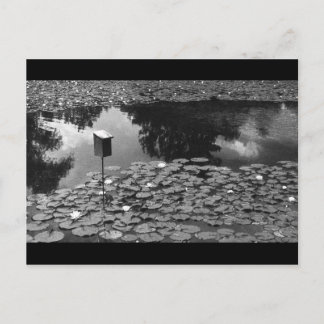 Clarity Postcard