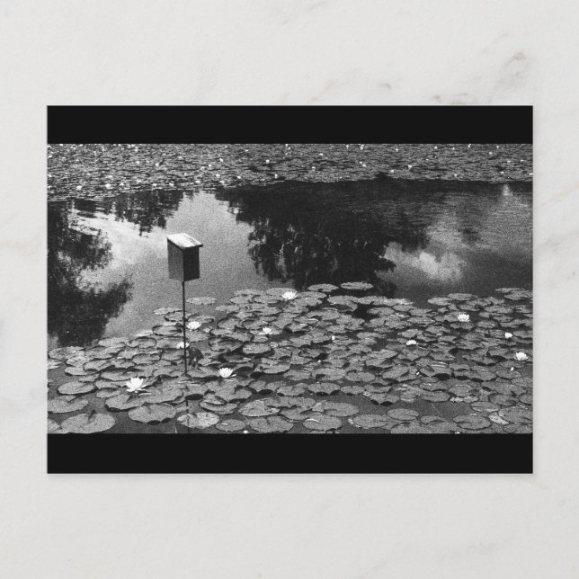 Clarity Postcard (Front)