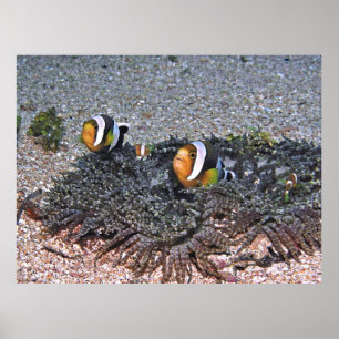 Clarke's Anenomefish Poster