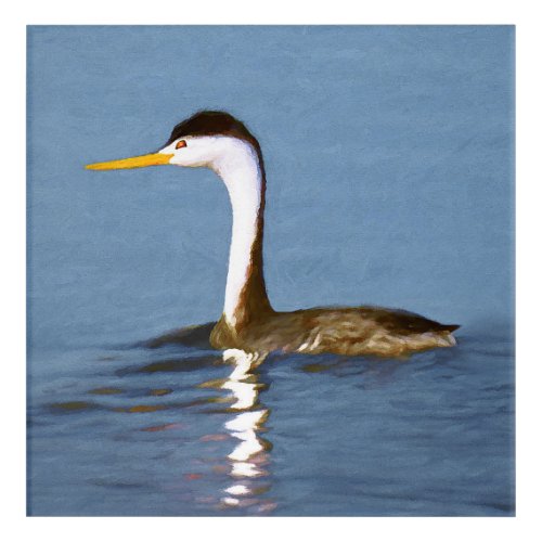 Clarks Grebe Painting _ Original Bird Art