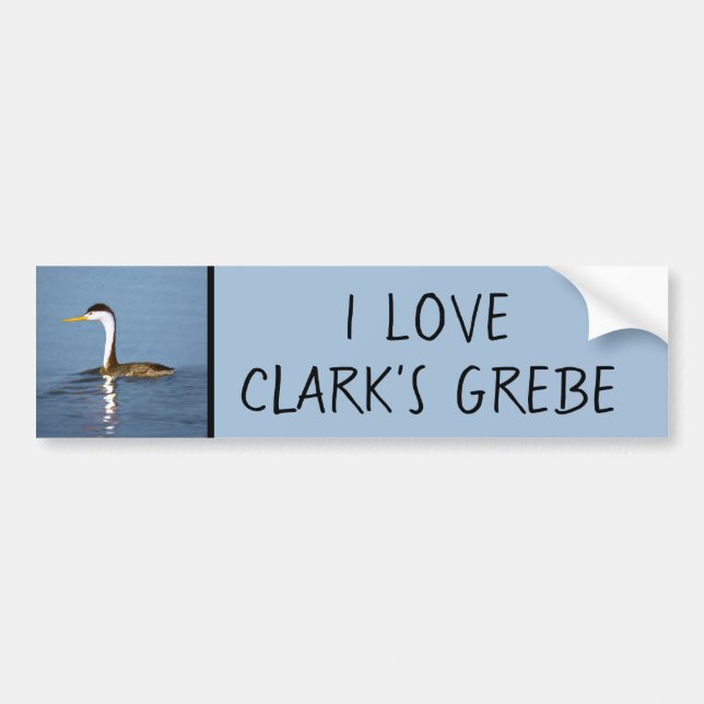 Clark's Grebe Painting - Original Bird Art Bumper Sticker (Front)