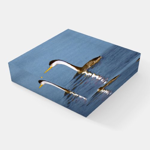 Clarks Grebe Painting _ Original Bird Art Paperweight