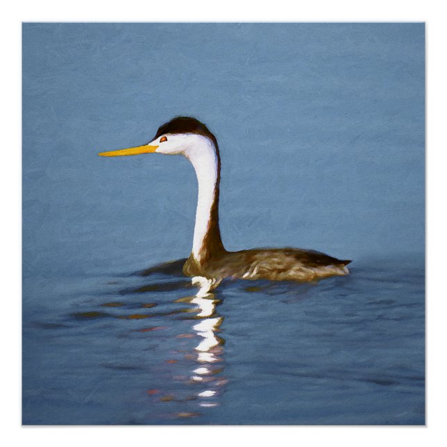 Clark's Grebe Painting - Original Bird Art Poster (Front)