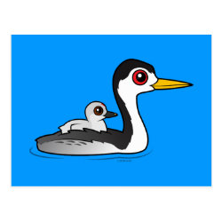 Clark's Grebe with chick Postcard