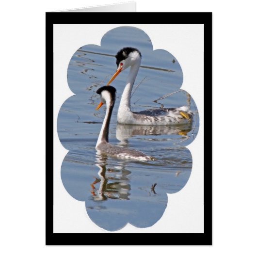 Clarks' Grebes Card (Front)