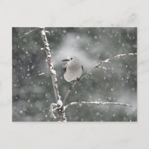 Clark's Nutcracker Postcard